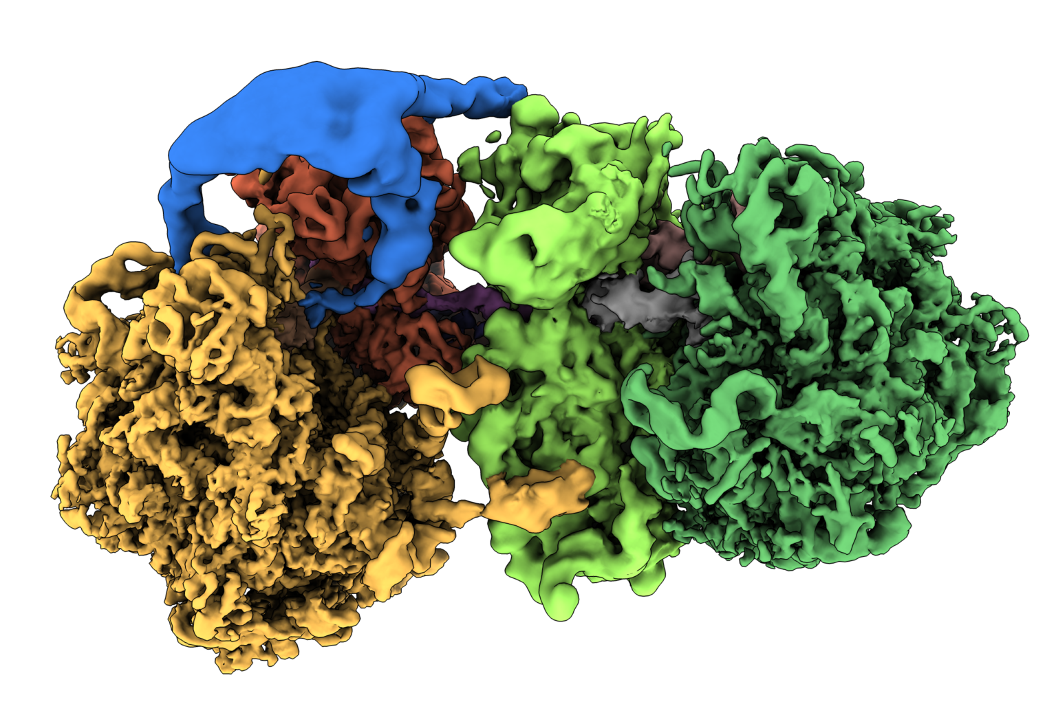 How cells sense and rescue ribosomes in distress › Life Sciences Bridge ...